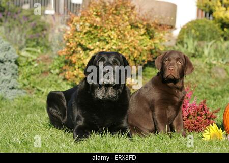 Il Labrador Retriever Foto Stock