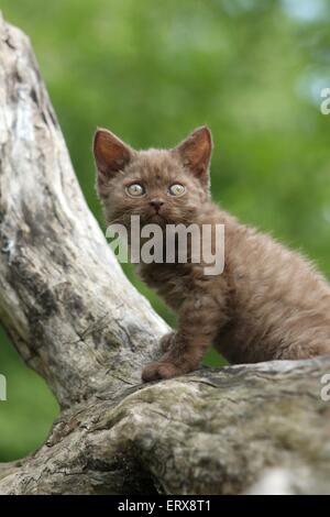 Selkirk Rex gattino Foto Stock