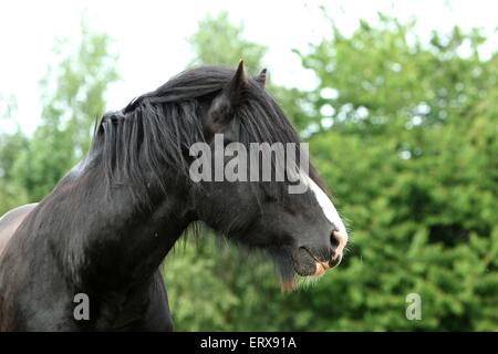 Shire cavallo ritratto Foto Stock