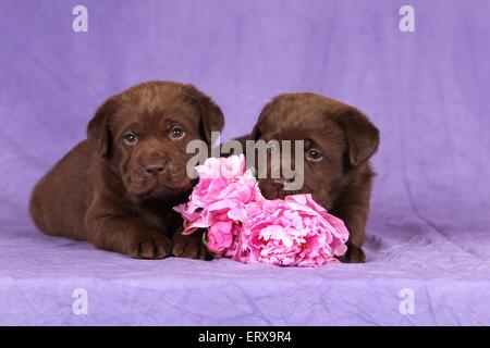 Il Labrador Retriever cuccioli Foto Stock