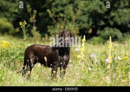 Giovane tedesco longhaired puntatore Foto Stock