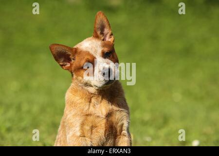 Miniature pinscher cucciolo Foto Stock