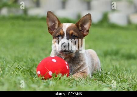 Miniature pinscher cucciolo Foto Stock