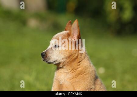 Miniature pinscher cucciolo Foto Stock