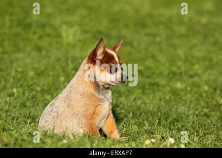 Miniature pinscher cucciolo Foto Stock