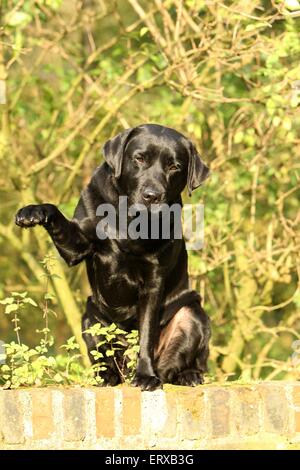 Udienza Labrador Retriever Foto Stock