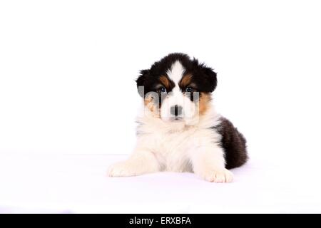 Pastore australiano cucciolo Foto Stock