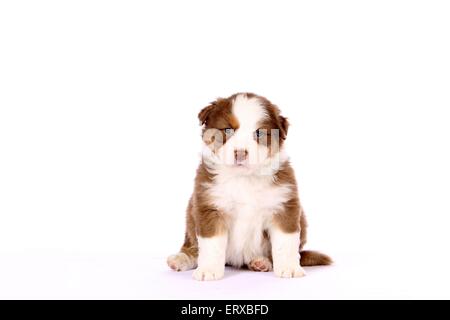 Pastore australiano cucciolo Foto Stock