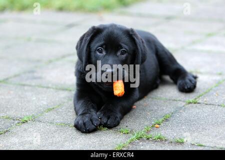 Il Labrador Retriever cucciolo Foto Stock