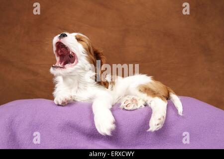 Cavalier King Charles Spaniel cucciolo Foto Stock