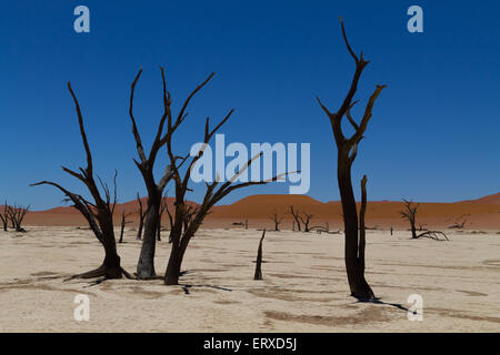 Una vista dal Dead Vlei, Sossusvlei Namibia Foto Stock