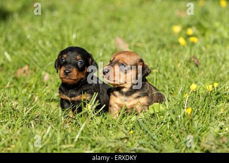 cuccioli di Mongrel Foto Stock