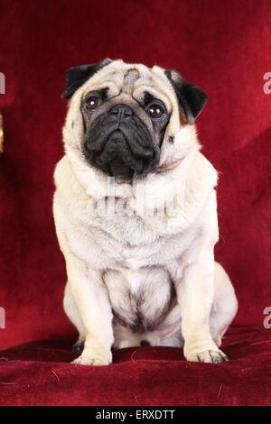 pug di seduta Foto Stock