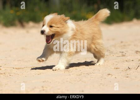 Border Collie cucciolo Foto Stock