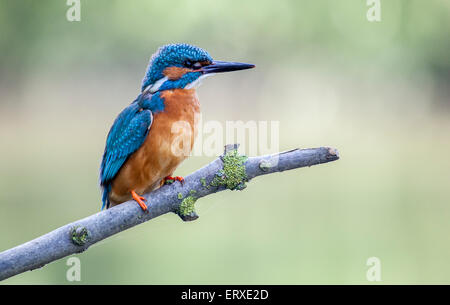 Kingfisher su un ramoscello Foto Stock