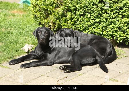 2 Labrador Retriever Foto Stock