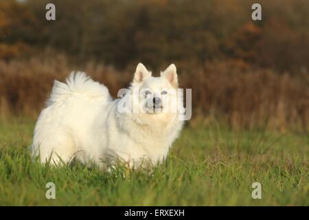 spitz tedesco Foto Stock