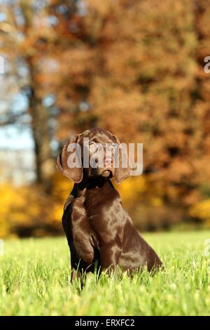 Mongrel cucciolo Foto Stock