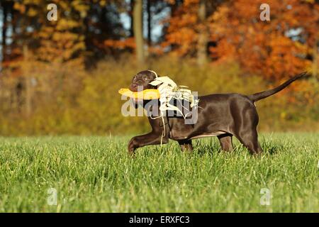 Mongrel cucciolo Foto Stock