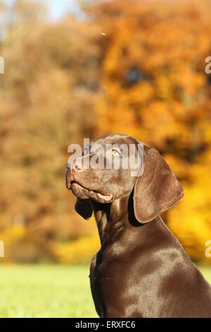 Mongrel cucciolo Foto Stock