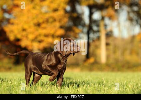 Mongrel cucciolo Foto Stock