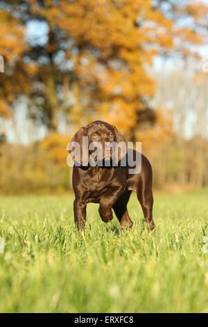 Mongrel cucciolo Foto Stock