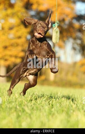 Mongrel cucciolo Foto Stock