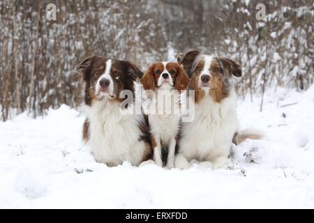 3 cani Foto Stock