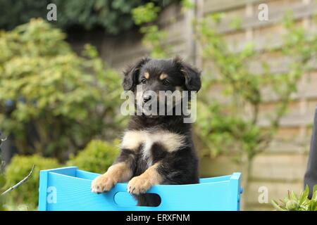 Pastore alpino cucciolo Foto Stock