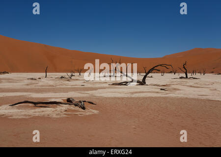 Una vista dal Dead Vlei, Sossusvlei Namibia Foto Stock