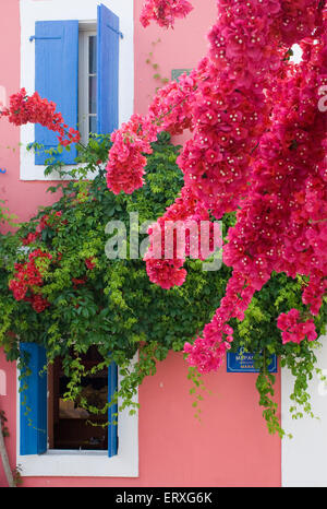 Una massa di Bougainvillea rosa che cresce sull'isola ionica di Cefalonia in Grecia Foto Stock