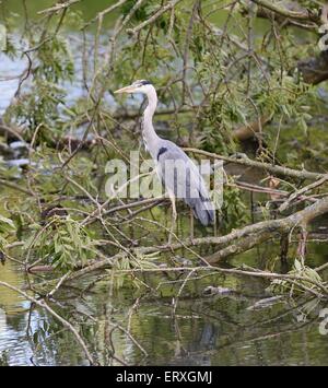 Giovani airone di pesca a prato boschi Lago di Swindon Wiltshire Foto Stock