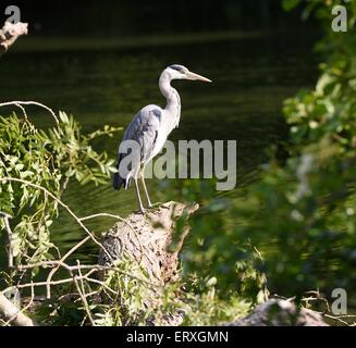 Giovani airone di pesca a prato boschi Lago di Swindon Wiltshire Foto Stock