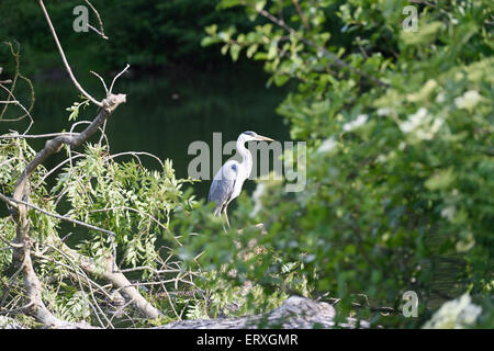 Giovani airone di pesca a prato boschi Lago di Swindon Wiltshire Foto Stock