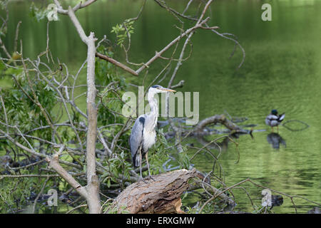 Giovani airone di pesca a prato boschi Lago di Swindon Wiltshire Foto Stock