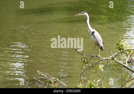 Giovani airone di pesca a prato boschi Lago di Swindon Wiltshire Foto Stock