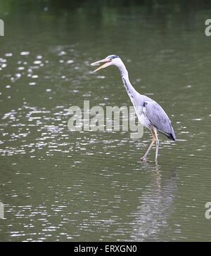 Giovani airone di pesca a prato boschi Lago di Swindon Wiltshire Foto Stock