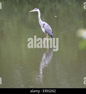 Giovani airone di pesca a prato boschi Lago di Swindon Wiltshire Foto Stock