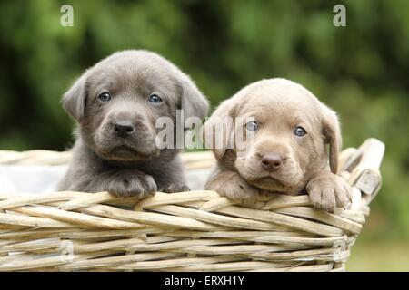 2 Labrador Retriever cuccioli Foto Stock