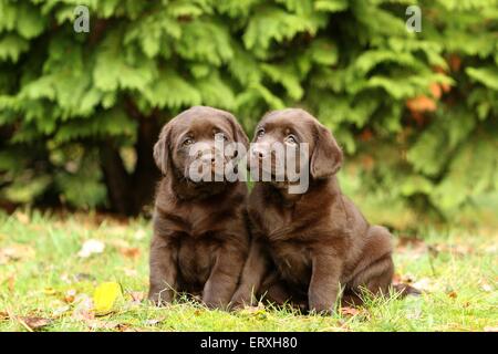 2 Labrador Retriever cuccioli Foto Stock