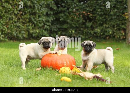 cuccioli del Pug Foto Stock