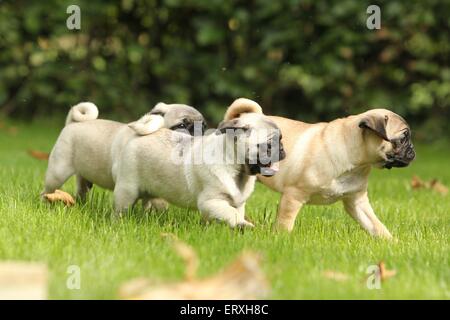 cuccioli del Pug Foto Stock