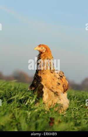 Partridge Brahma Foto Stock