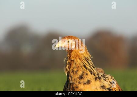 Partridge Brahma Foto Stock