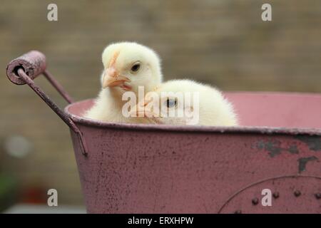 Ingrassati uccellino di pollo Foto Stock