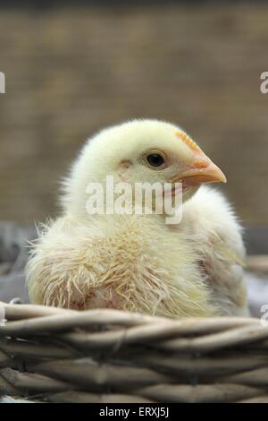 Ingrassati uccellino di pollo Foto Stock