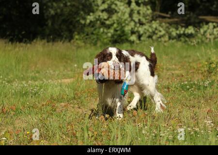 Recupero English Springer Spaniel Foto Stock