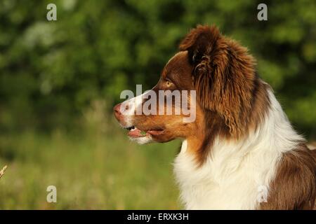 Australian Shepherd ritratto Foto Stock