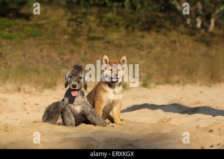 2 cani Foto Stock