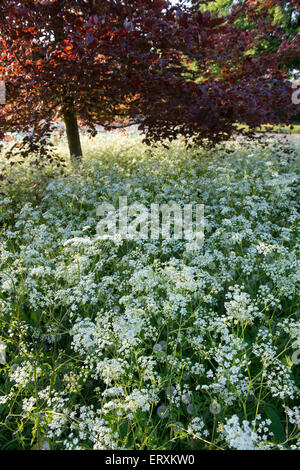 Fagus sylvatica f. purpurea e Anthriscus sylvestris. Il rame faggio e cow prezzemolo nella campagna inglese. Foto Stock